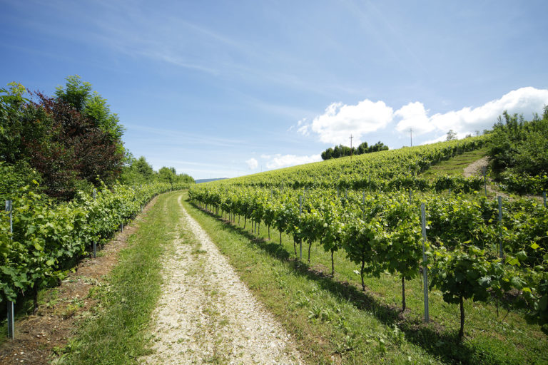 Vigna Centore