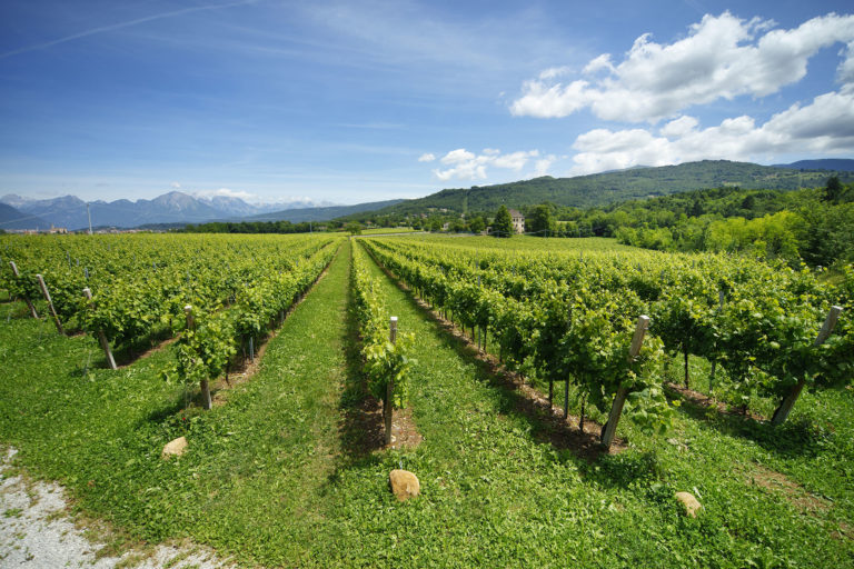 Vigna Centore