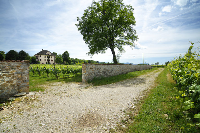 Vigna Centore