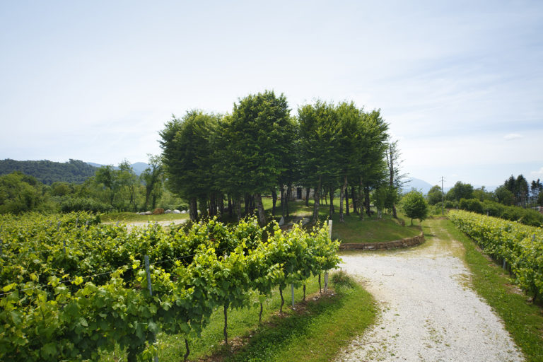 Vigna Centore