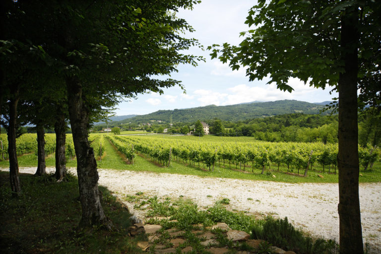 Vigna Centore